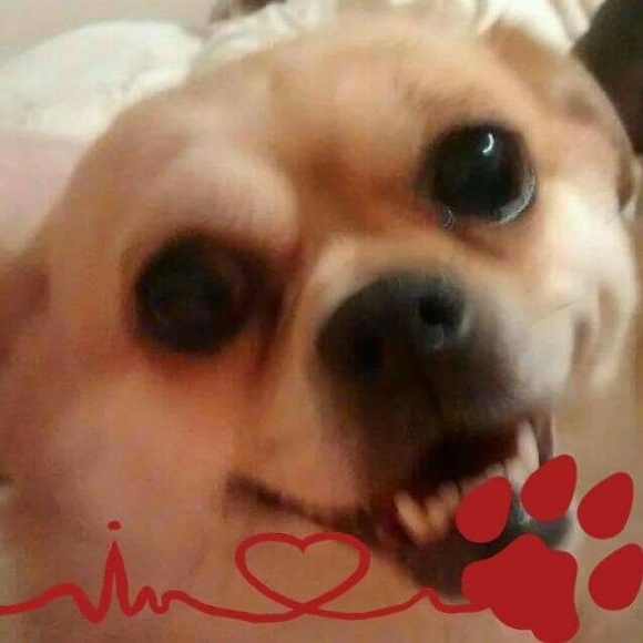 sadiesadie